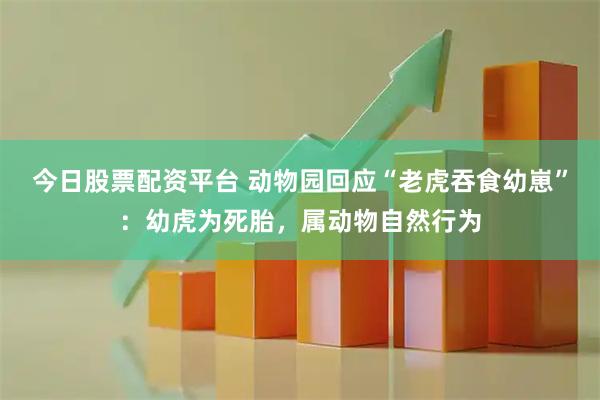 今日股票配资平台 动物园回应“老虎吞食幼崽”：幼虎为死胎，属动物自然行为